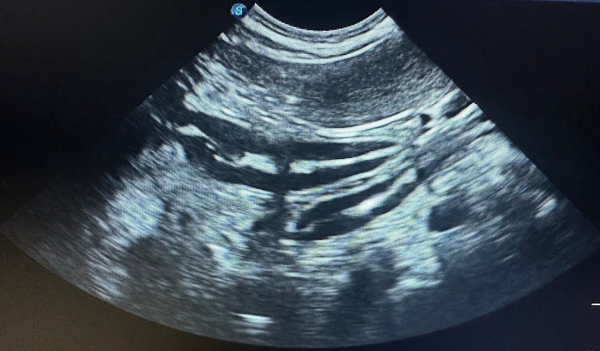 Ultraschalluntersuchung eines Hundes in der Tierarztpraxis vet4balance in Arnsberg